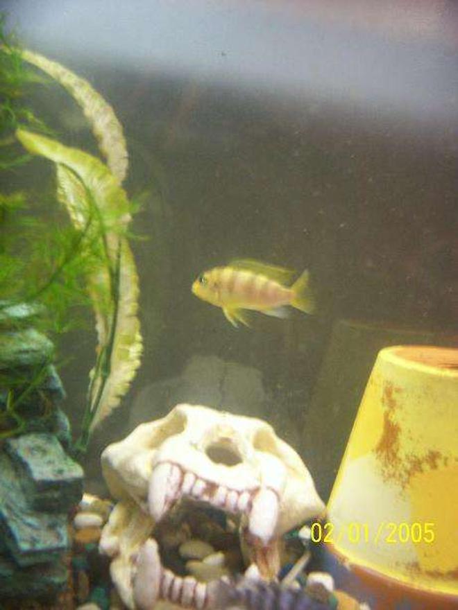 freshwater fish - metriaclima lombardoi - kenyi cichlid stocking in 55 gallons tank - My male Kenyi