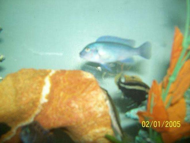 freshwater fish - melanochromis auratus - auratus cichlid stocking in 55 gallons tank - One of my cobalts an my male auratus in the back
