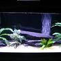 30 gallons freshwater fish tank (mostly fish and non-living decorations) - A Few Months Old