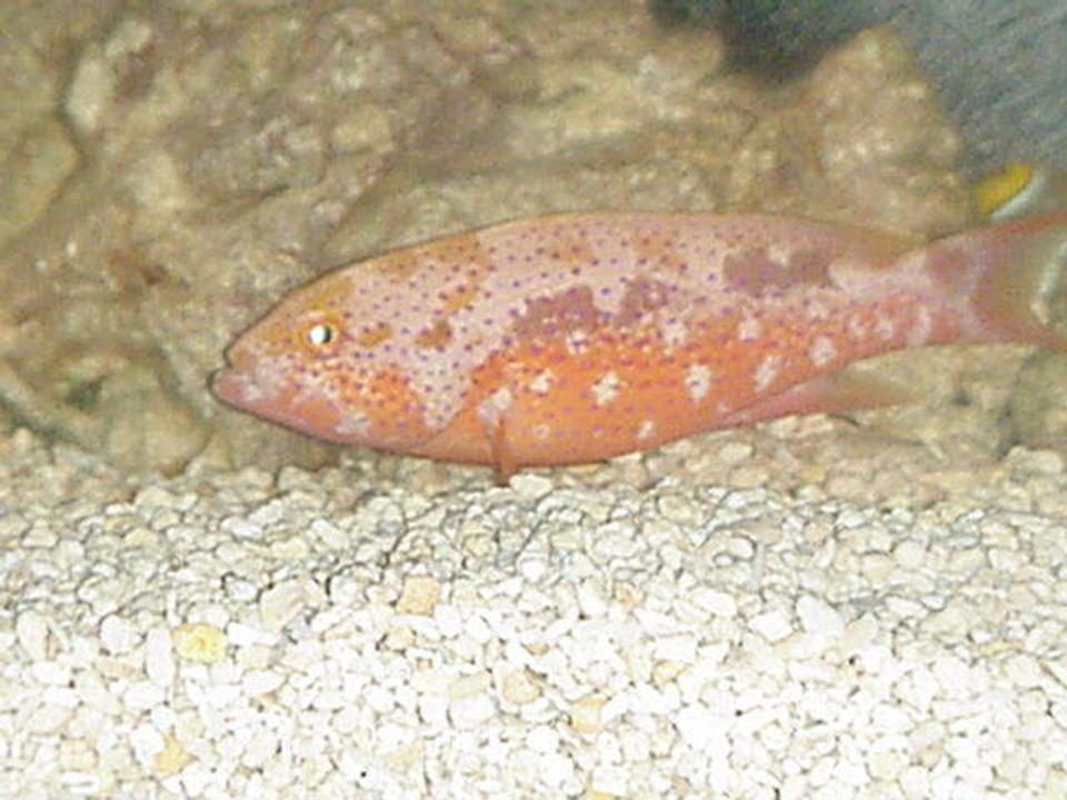 saltwater fish - achoerodus viridis - eastern blue groper stocking in 90 gallons tank - My groupper has gotten bigger