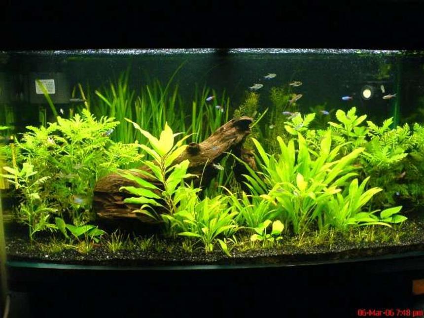 Rated #31: 55 Gallons Planted Tank - Full shot