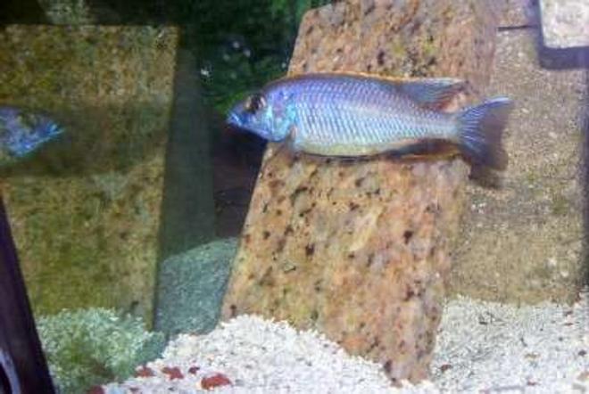 freshwater fish - otopharynx lithobates - sulphur crested lithobate stocking in 95 gallons tank - Young Adult Malwian Cichlid
Otophaynx Lithobates "Yellow Blaze"
starting to color up...
He is trying to impress the ladies...