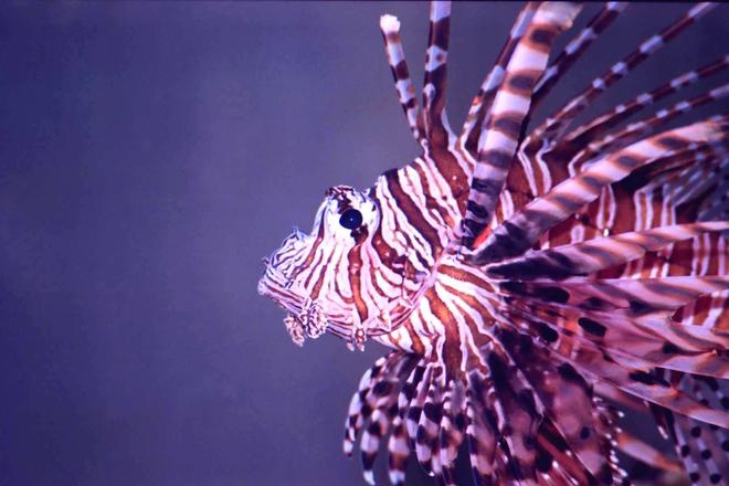 saltwater fish - dendrochirus zebra - dwarf/zebra lionfish stocking in 150 gallons tank - I kept this dude for about 10 years in my old 180 gal tank.