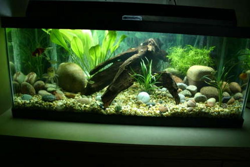 Rated #101: 20 Gallons Planted Tank - Full aquarium shot