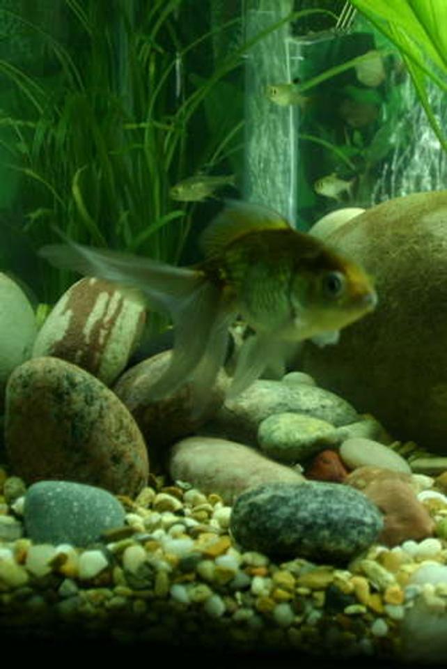 freshwater fish - carassius auratus - ryukin goldfish stocking in 20 gallons tank - Green fantail