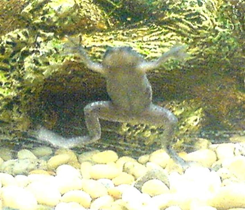 Rated #60: Corals Inverts - Hymenochirus Boettgeri - African Dwarf Frog Stocking In 3 Gallons Tank - I Know He's Not A Fish But Here Is My African Dwarf Frog Waving Goodnight To Me Before Bed! Bless Im!