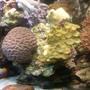 corals inverts - platygyra sp. - maze brain coral stocking in 90 gallons tank - Brain Coral and Button Polyps