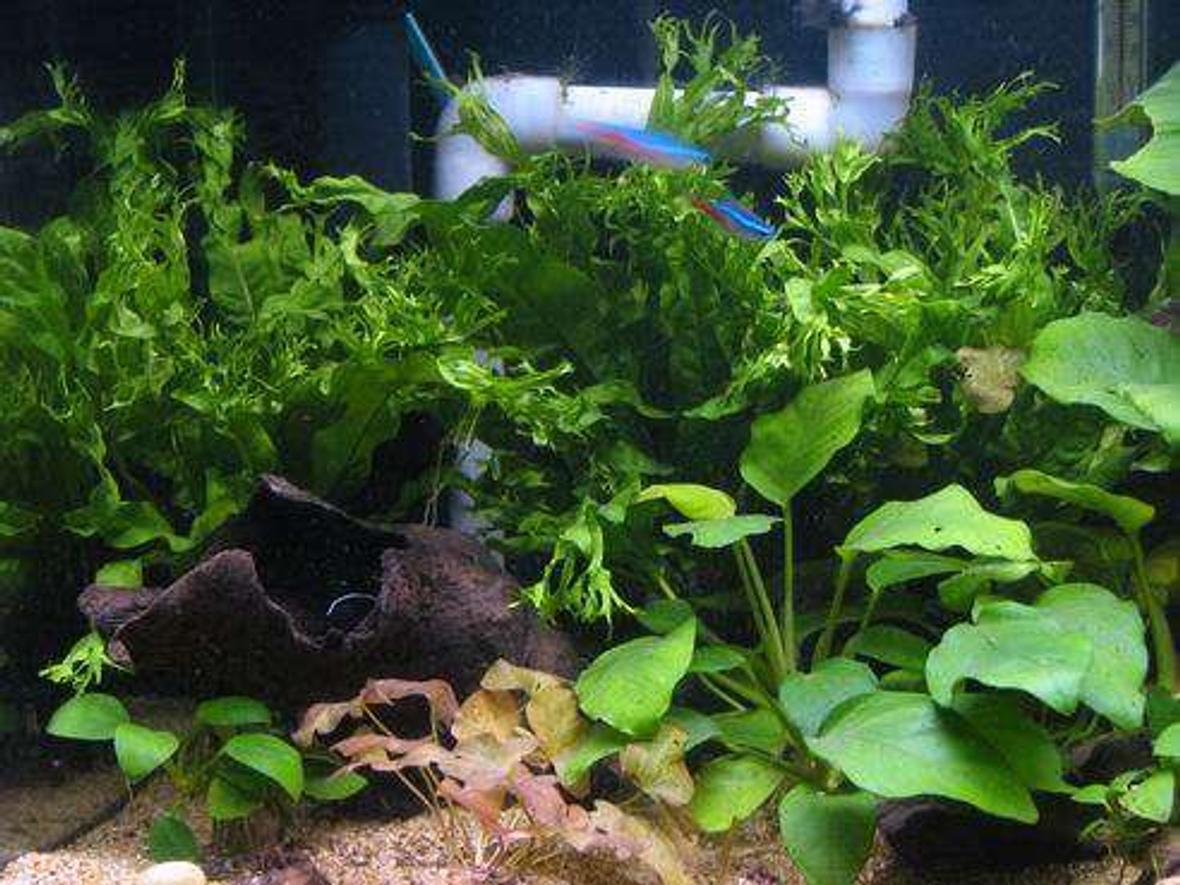 15 gallons planted tank (mostly live plants and fish) - My neon fish tank