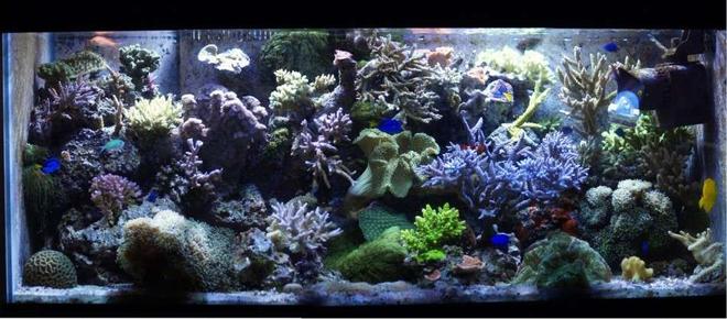 75 gallons reef tank (mostly live coral and fish) - my main tank picture taken on 11/3/06
