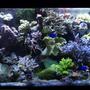 75 gallons reef tank (mostly live coral and fish) - my main tank picture taken on 11/3/06