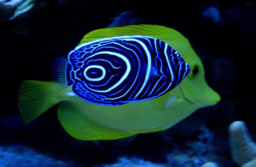 Rated #3: Saltwater Fish - Pomacanthus Imperator - Imperator Angelfish Stocking In 160 Gallons Tank - A imperator in front of a flavescens !