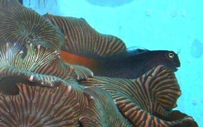 corals inverts - actinodiscus sp. - striped mushroom stocking in 160 gallons tank - Reeeelllaaaax