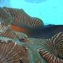 corals inverts - actinodiscus sp. - striped mushroom stocking in 160 gallons tank - Reeeelllaaaax