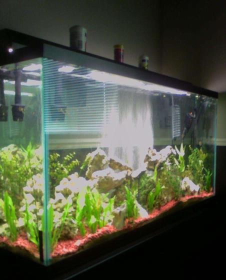 60 gallons planted tank (mostly live plants and fish) - 60 gallon , better pic coming soon!!
