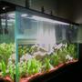60 gallons planted tank (mostly live plants and fish) - 60 gallon , better pic coming soon!!