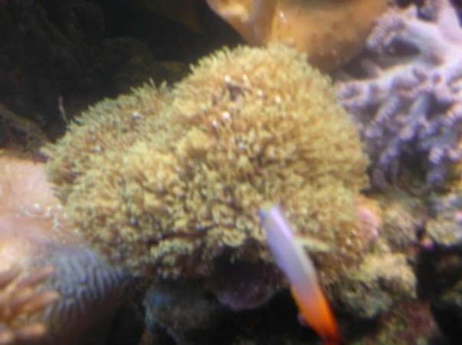 corals inverts - briareum sp. - starburst polyp stocking in 90 gallons tank - Star Polyps.