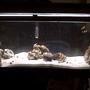 27 gallons saltwater fish tank (mostly fish, little/no live coral) - A general pic.