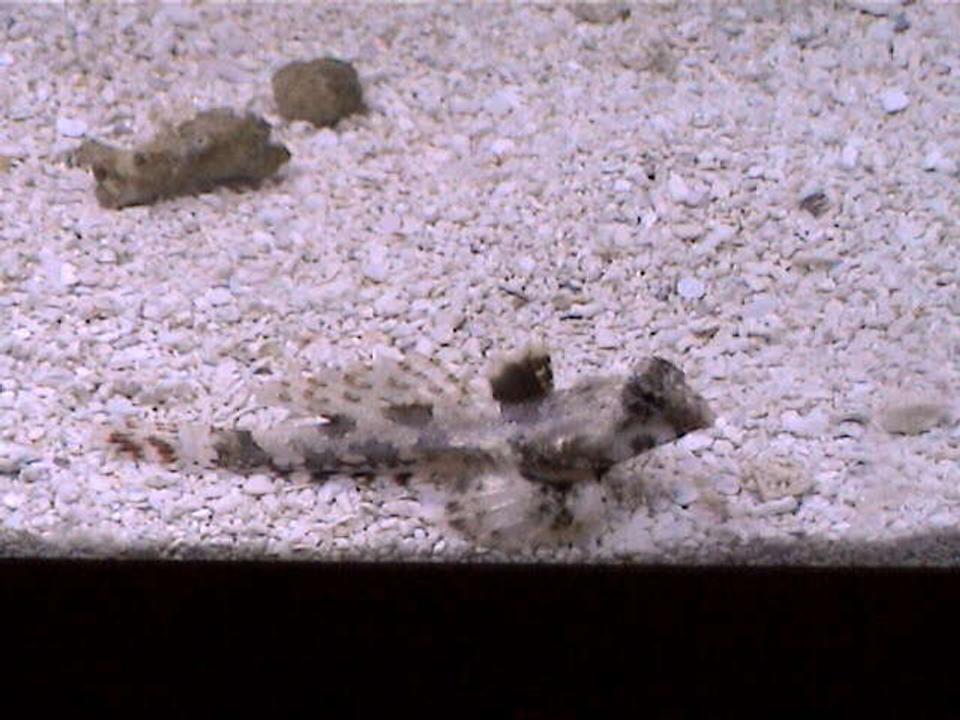 saltwater fish - synchiropus ocellatus - scooter blenny stocking in 27 gallons tank - A close up on Scooter