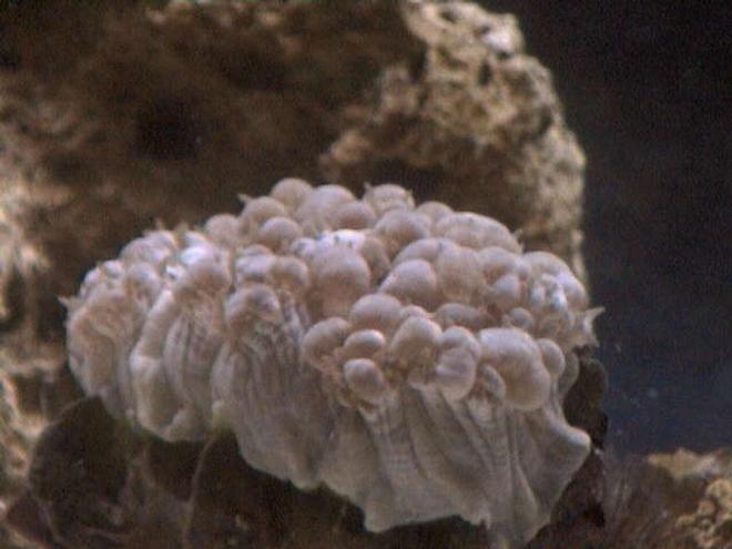 corals inverts - plerogyra sinuosa - bubble coral, white stocking in 27 gallons tank - A pic of my Bubble