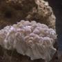 corals inverts - plerogyra sinuosa - bubble coral, white stocking in 27 gallons tank - A pic of my Bubble