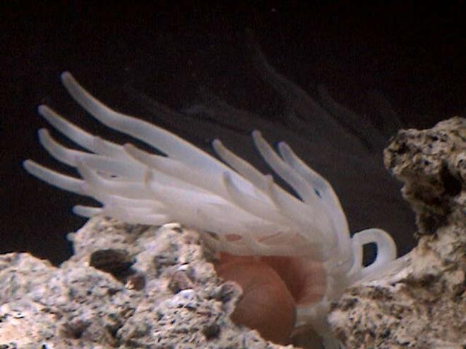 corals inverts - condylactis gigantea - condy anemone stocking in 27 gallons tank - One of a couple anemones