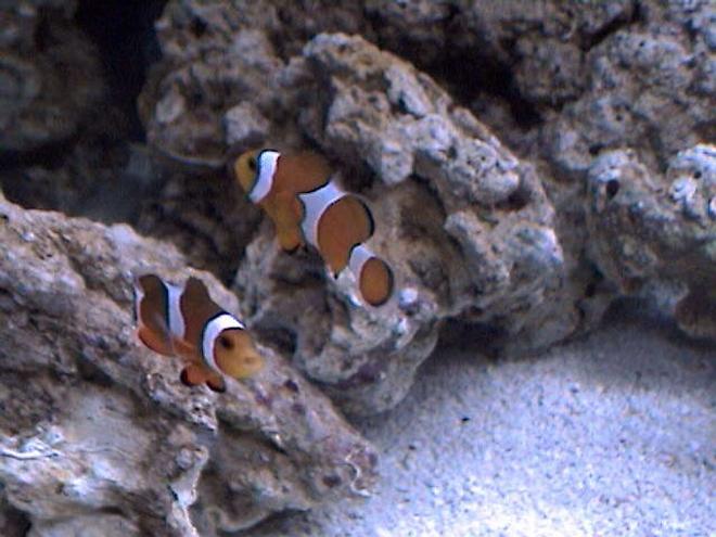 saltwater fish - amphiprion percula - true percula clownfish stocking in 27 gallons tank - They want to be in every pic!! Friendly little guys.
