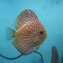 freshwater fish - symphysodon spp. - snakeskin discus stocking in 40 gallons tank - Pigeon checker board