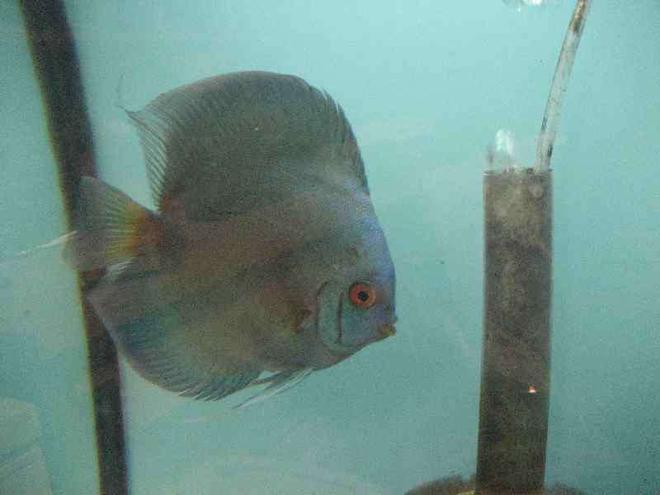 freshwater fish - symphysodon spp. - blue diamond discus stocking in 40 gallons tank - Diamond