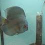 freshwater fish - symphysodon spp. - blue diamond discus stocking in 40 gallons tank - Diamond