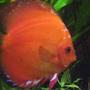 freshwater fish - red melon discus stocking in 40 gallons tank - Red melon