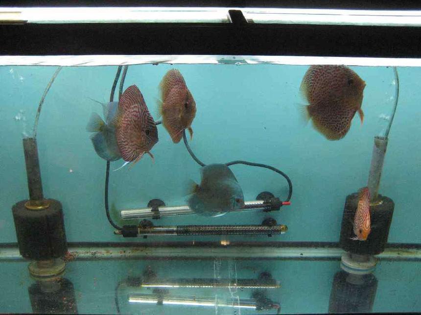 Rated #435: 40 Gallons Freshwater Fish Tank - grow out tamk