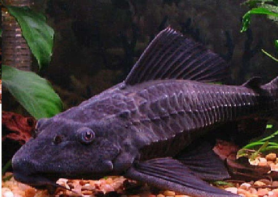 freshwater fish - glyptoperichthys gibbiceps - sailfin pleco (l-83) stocking in 55 gallons tank - My pleco=]