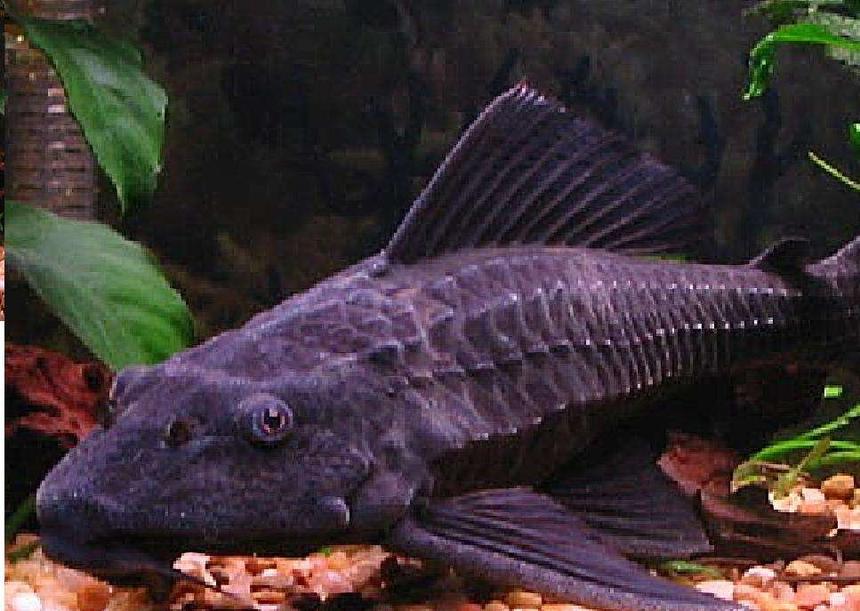 Rated #1199: Freshwater Fish - Glyptoperichthys Gibbiceps - Sailfin Pleco (l-83) Stocking In 55 Gallons Tank - My pleco=]