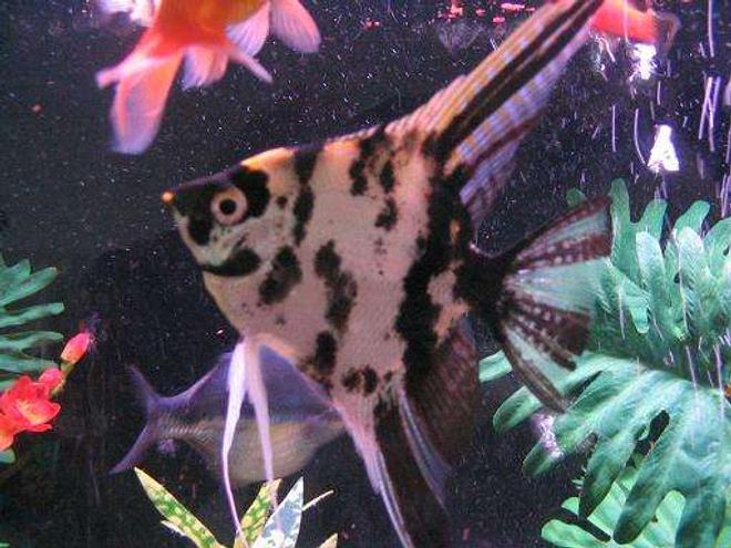 freshwater fish - pterophyllum sp. - marble veil angel stocking in 45 gallons tank - This is Mr. Tipo! The king of the tank.