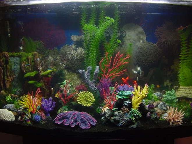 46 gallons freshwater fish tank (mostly fish and non-living decorations) - seaclear 46g bowfront