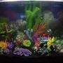 46 gallons freshwater fish tank (mostly fish and non-living decorations) - seaclear 46g bowfront