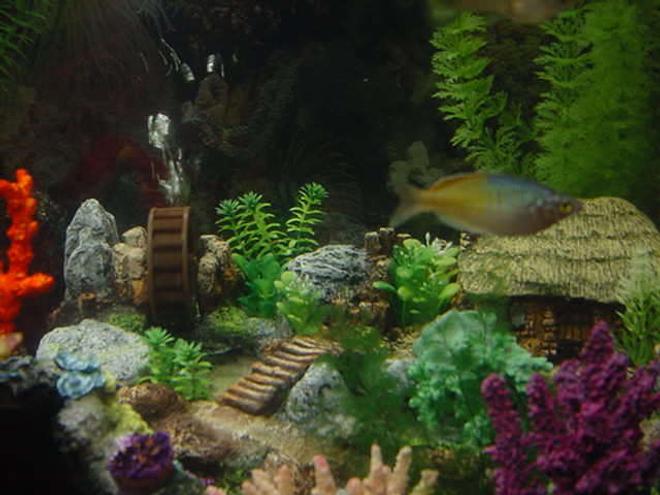 freshwater fish - melanotaenia boesemani - boesemani rainbow stocking in 46 gallons tank - rainbow