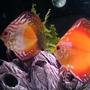 freshwater fish - symphysodon sp. - royal red discus stocking in 30 gallons tank - 2 red discus, breeding pair