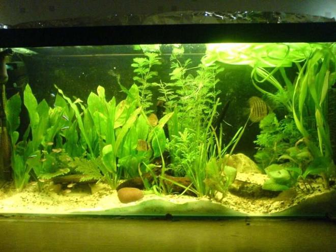 30 gallons planted tank (mostly live plants and fish) - 3ft planted tank with discua and assorted tetras