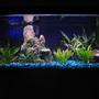 20 gallons freshwater fish tank (mostly fish and non-living decorations) - Picture of my 20 gallon...