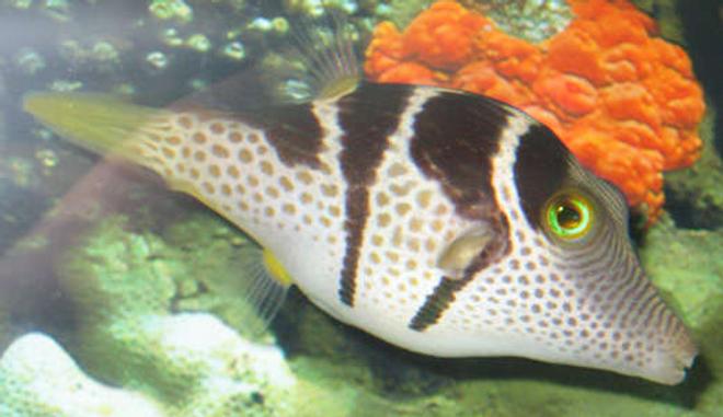 saltwater fish - canthigaster valentini - saddle valentini puffer stocking in 38 gallons tank - valentini puffer in tank 2