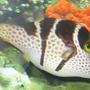 saltwater fish - canthigaster valentini - saddle valentini puffer stocking in 38 gallons tank - valentini puffer in tank 2