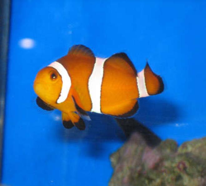 saltwater fish - amphiprion ocellaris - ocellaris clownfish stocking in 38 gallons tank - tank 1 ocellaris clownfish