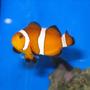 saltwater fish - amphiprion ocellaris - ocellaris clownfish stocking in 38 gallons tank - tank 1 ocellaris clownfish