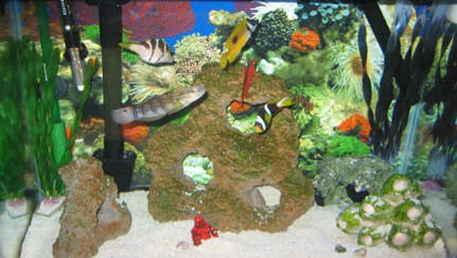 38 gallons saltwater fish tank (mostly fish, little/no live coral) - tank 2 all fish