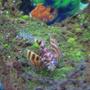 saltwater fish - dendrochirus brachypterus - fuzzy dwarf lionfish stocking in 38 gallons tank - fuzzy dwarf lionfish on decoration