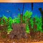 46 gallons freshwater fish tank (mostly fish and non-living decorations) - 46 gal. bow front