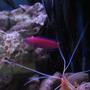 saltwater fish - pseudochromis porphyreus - purple pseudochromis stocking in 38 gallons tank - tank 1 purple psuedo