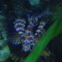 saltwater fish - dendrochirus brachypterus - fuzzy dwarf lionfish stocking in 38 gallons tank - fuzzy dwarf lionfish in tank 2
