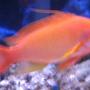 saltwater fish - pseudanthias pictilis - pictilis anthias stocking in 38 gallons tank - tank 1 blue eyed anthius its a bit blurry sorry
